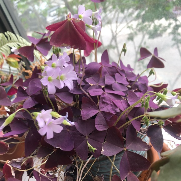 Meet your Posher, Corinne - Picture 1 of 1